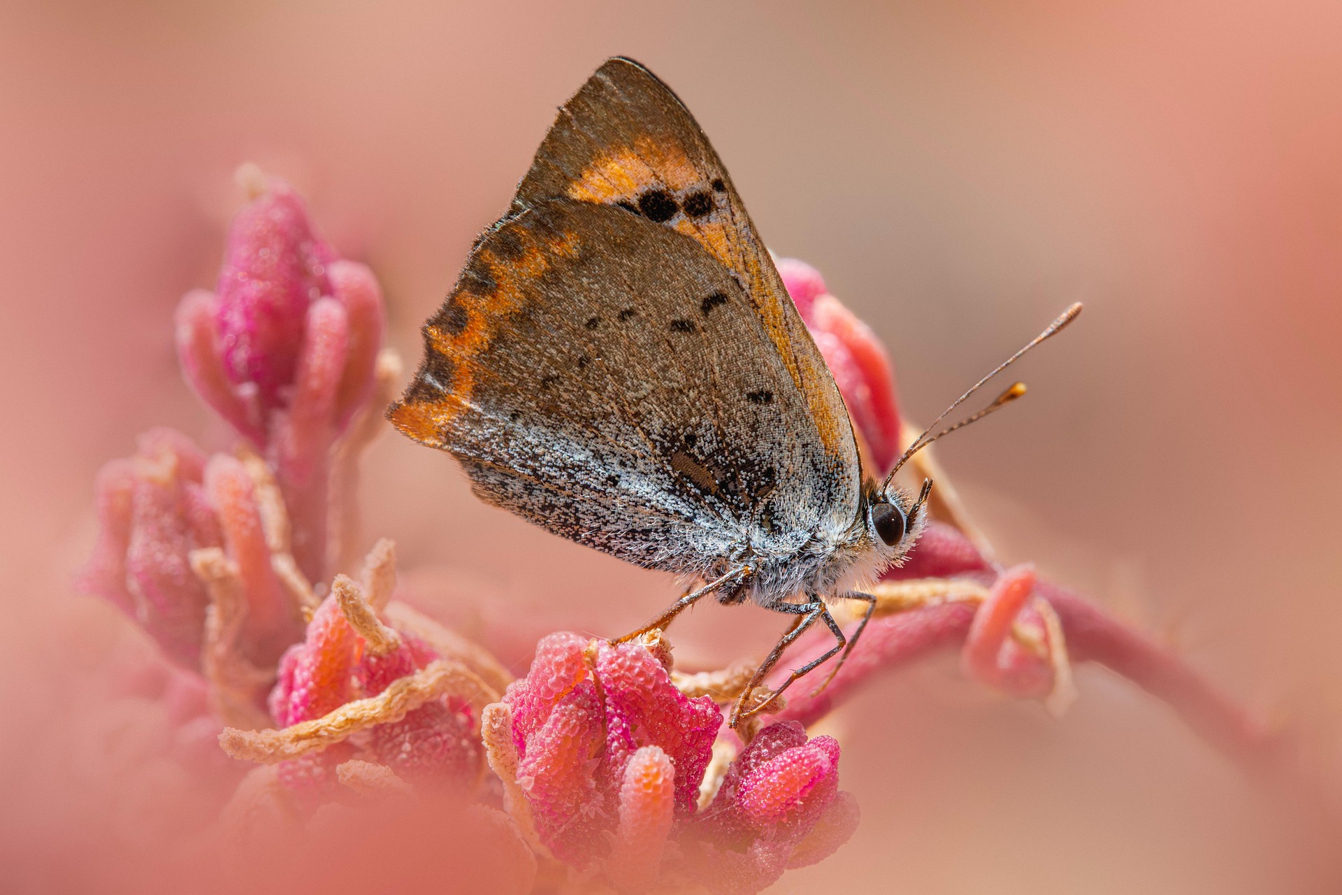 Small Copper (Lycaena phlaeas)