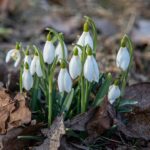 The snowdrop or common snowdrop (Galanthus nivalis)