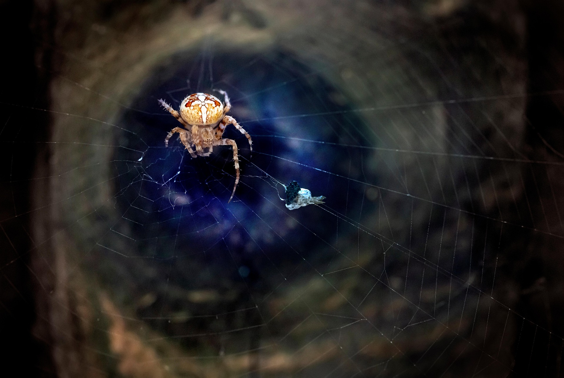 European garden spider (Araneus diadematus)