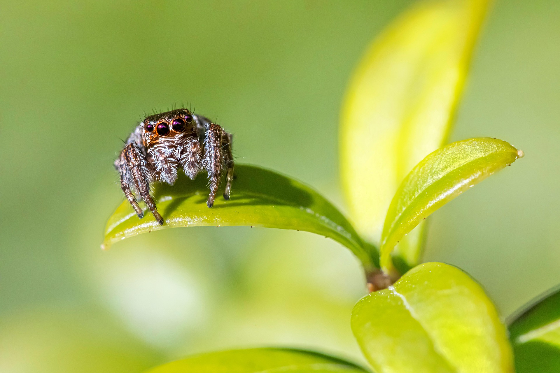 Jumping Spider (Evarcha falcata)