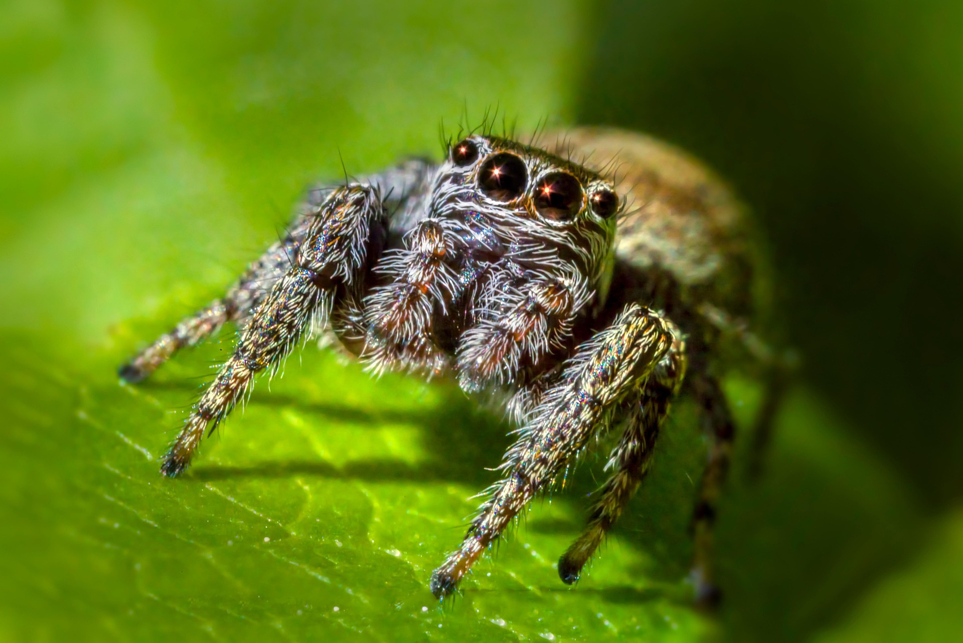Jumping spider