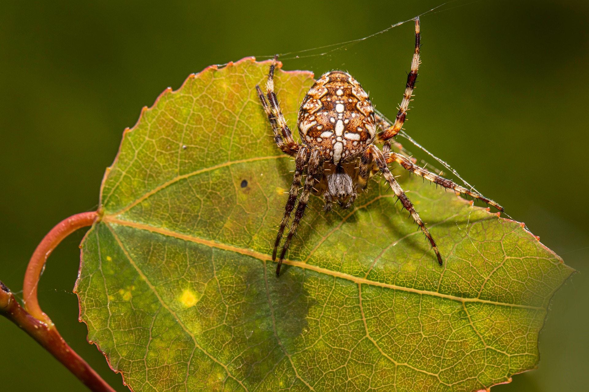 European garden spider (Araneus diadematus)