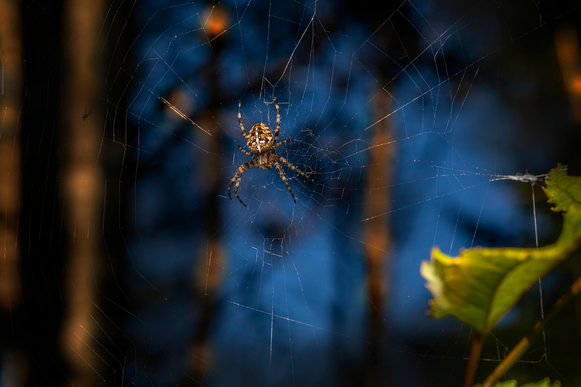 European garden spider (Araneus diadematus)