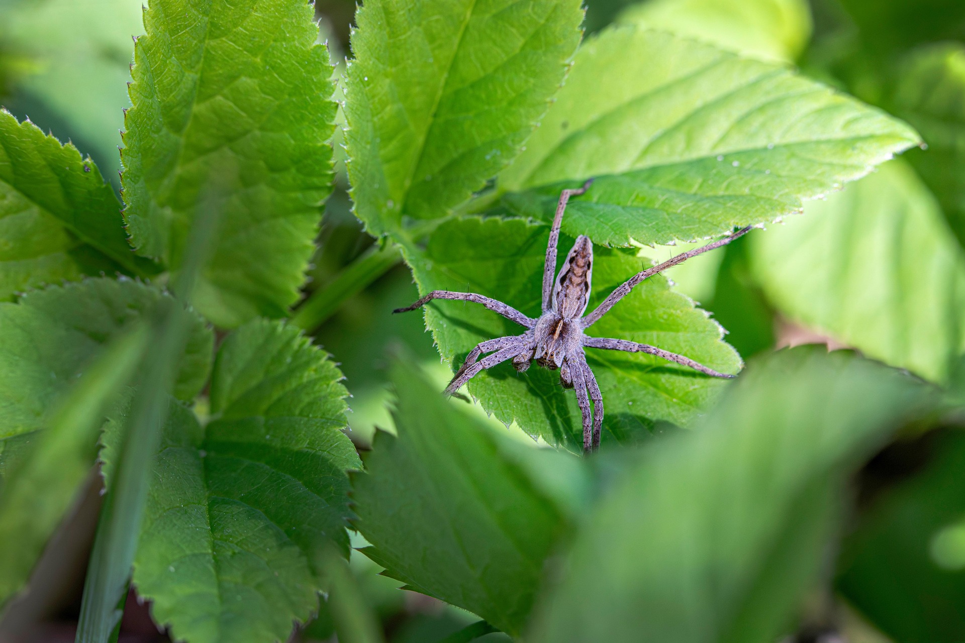 European nursery web spider (Pisaura mirabilis)