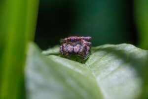 Woodland jumping spider (Evarcha falcata)