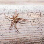 European garden spider (Araneus diadematus)