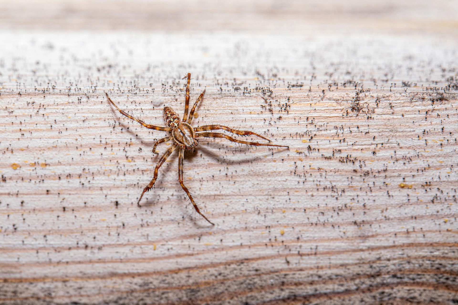 European garden spider (Araneus diadematus)