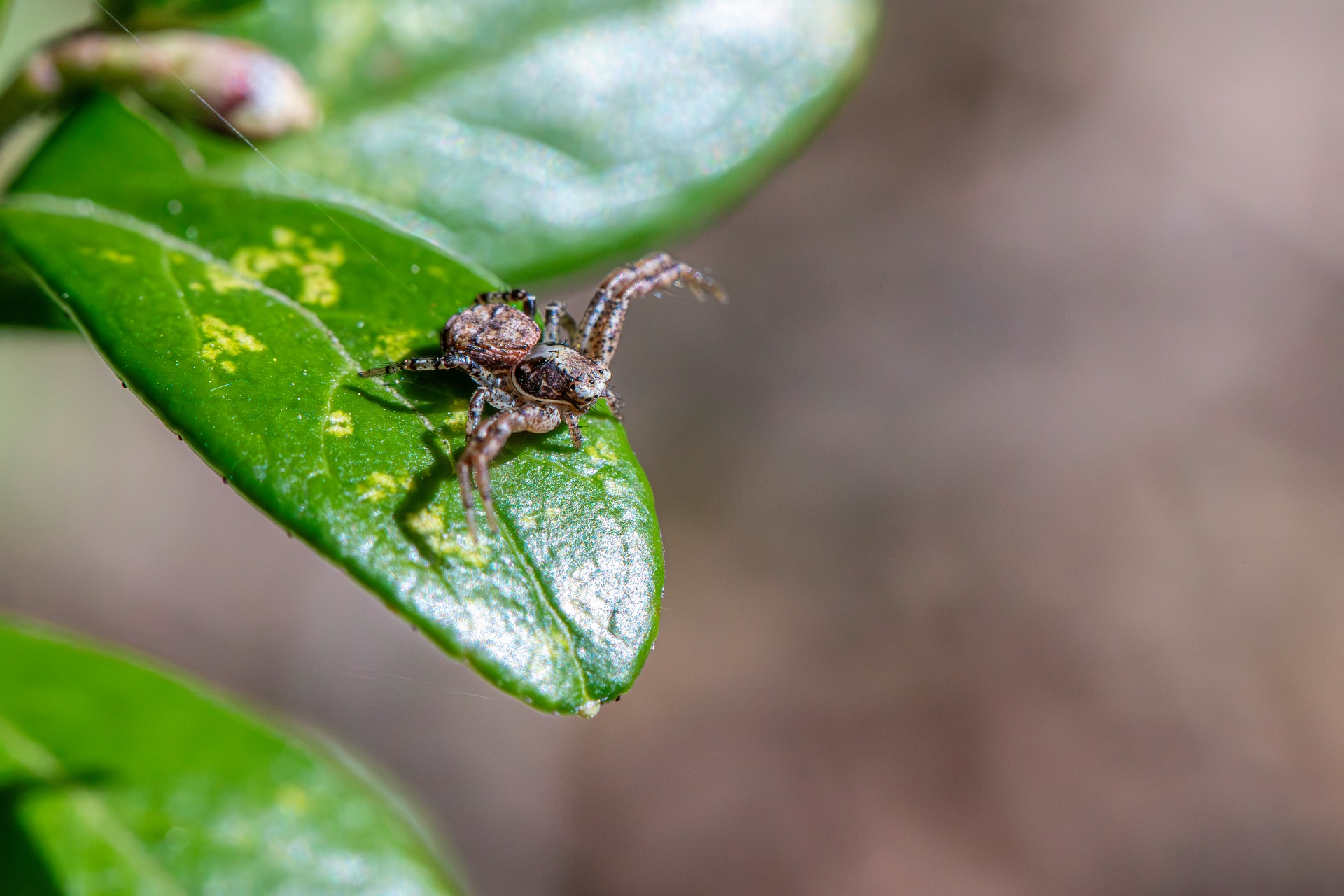 Common crab spider (Xysticus cristatus)