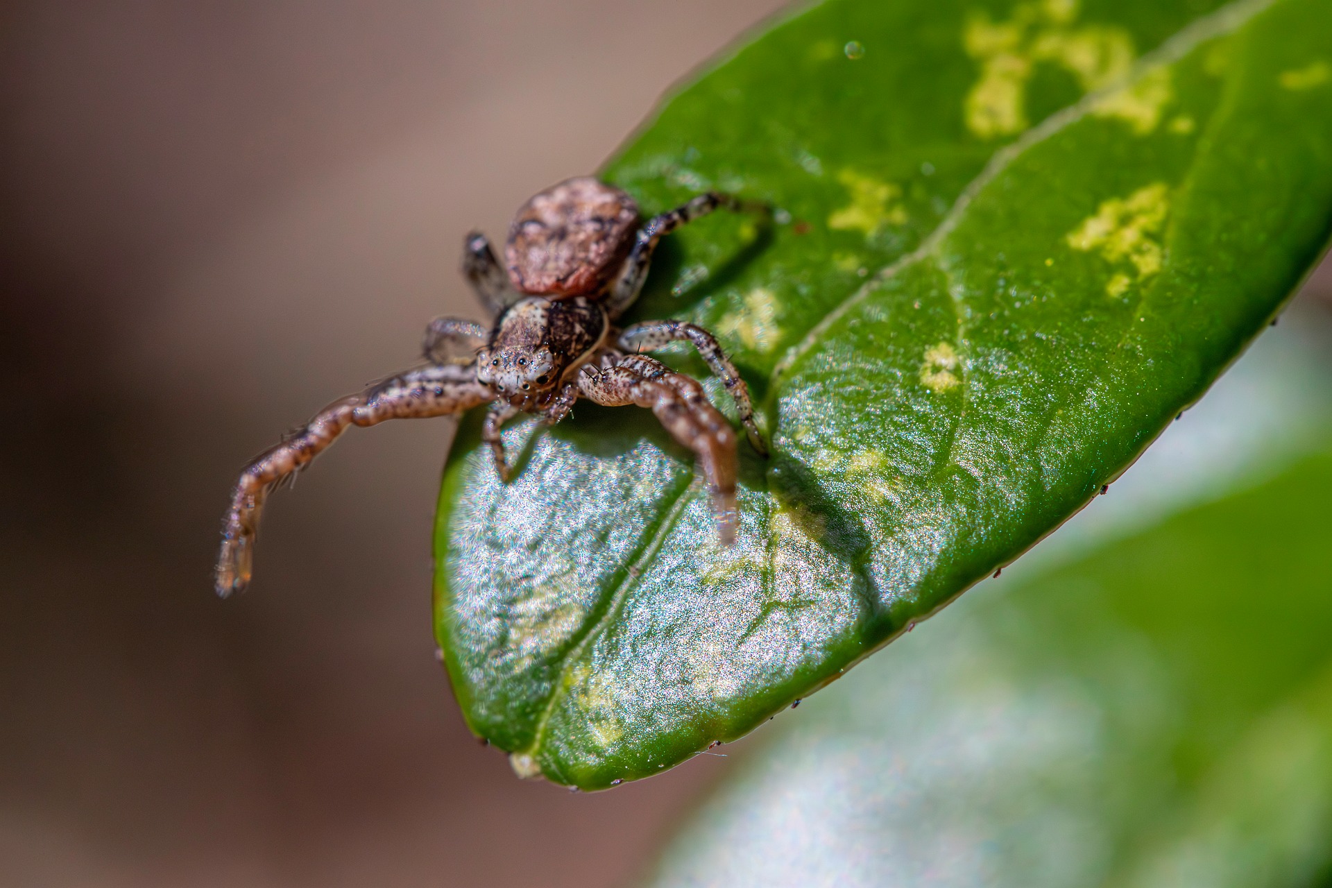 Common crab spider (Xysticus cristatus)