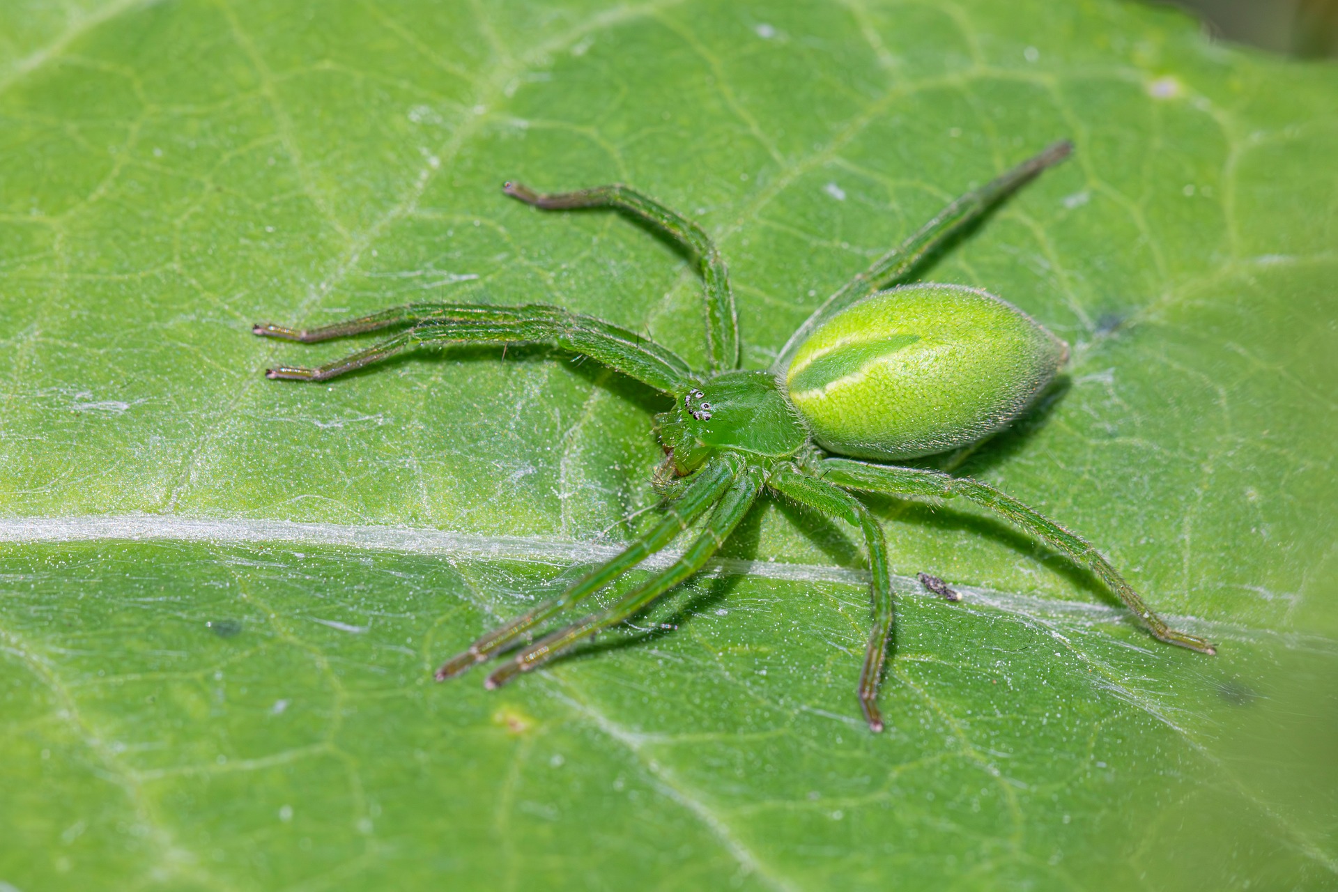 Green Huntsman spider (Micrommata virescens)