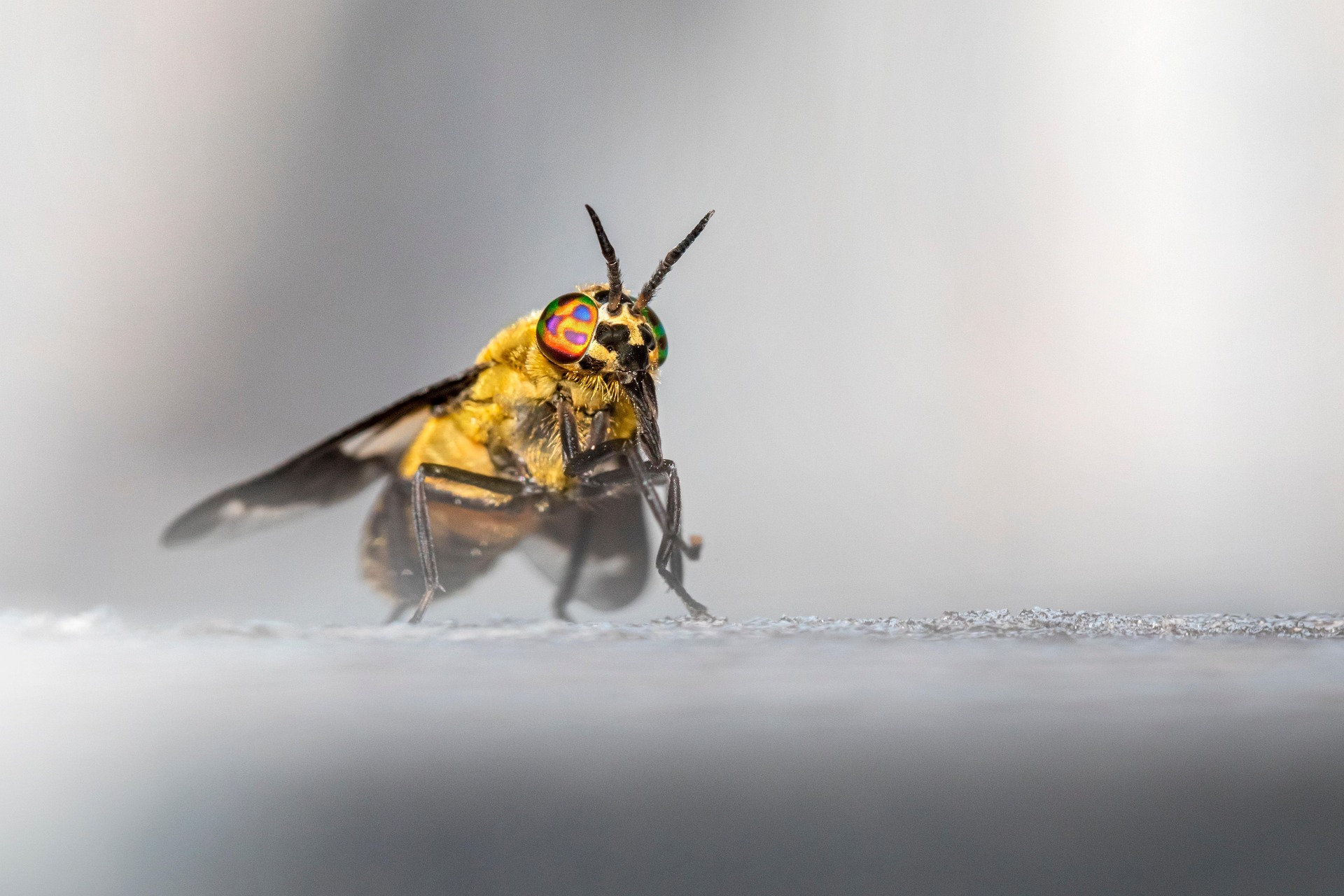 Splayed deer fly (Chrysops caecutiens)
