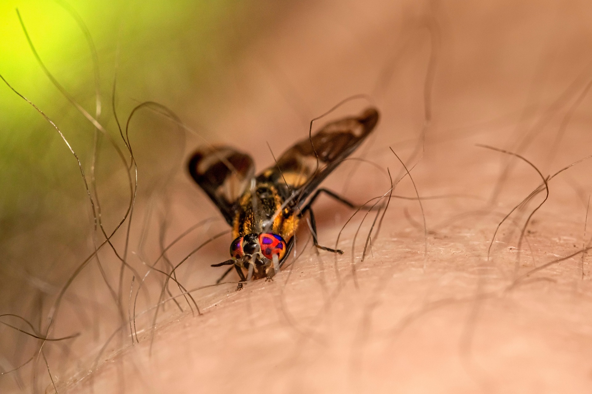Splayed deer fly (Chrysops caecutiens)