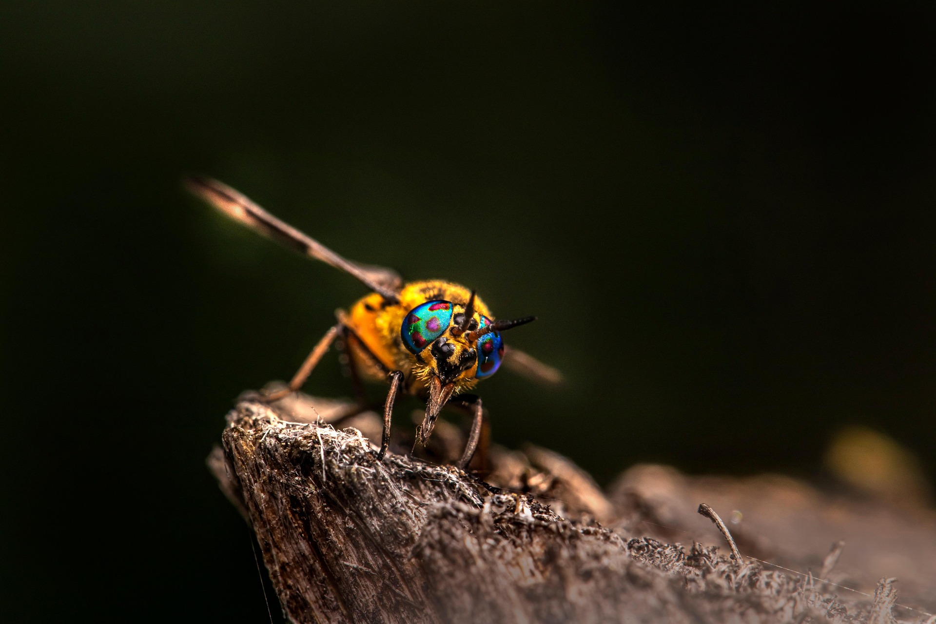 Splayed deer fly (Chrysops caecutiens)