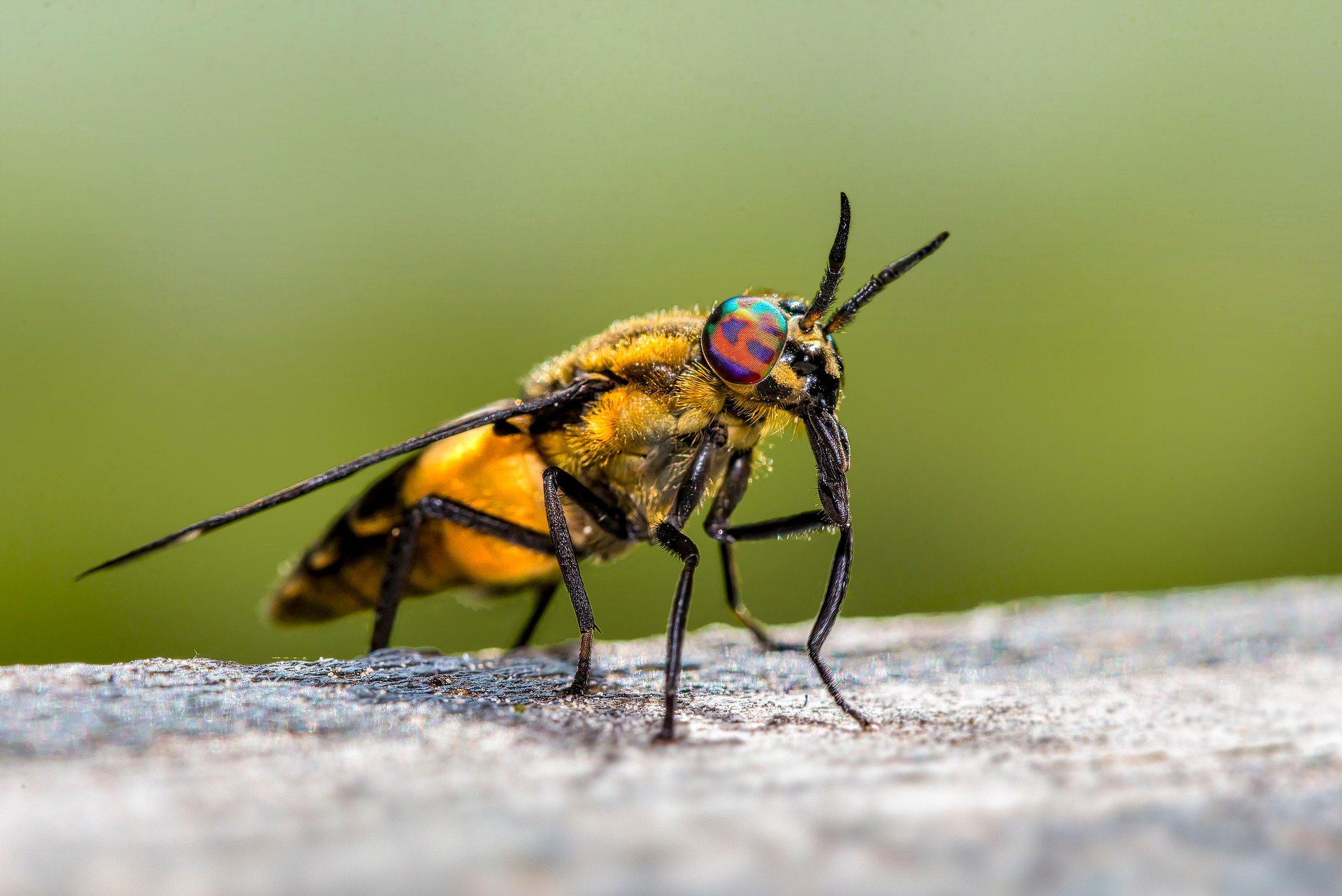 Splayed deer fly (Chrysops caecutiens)
