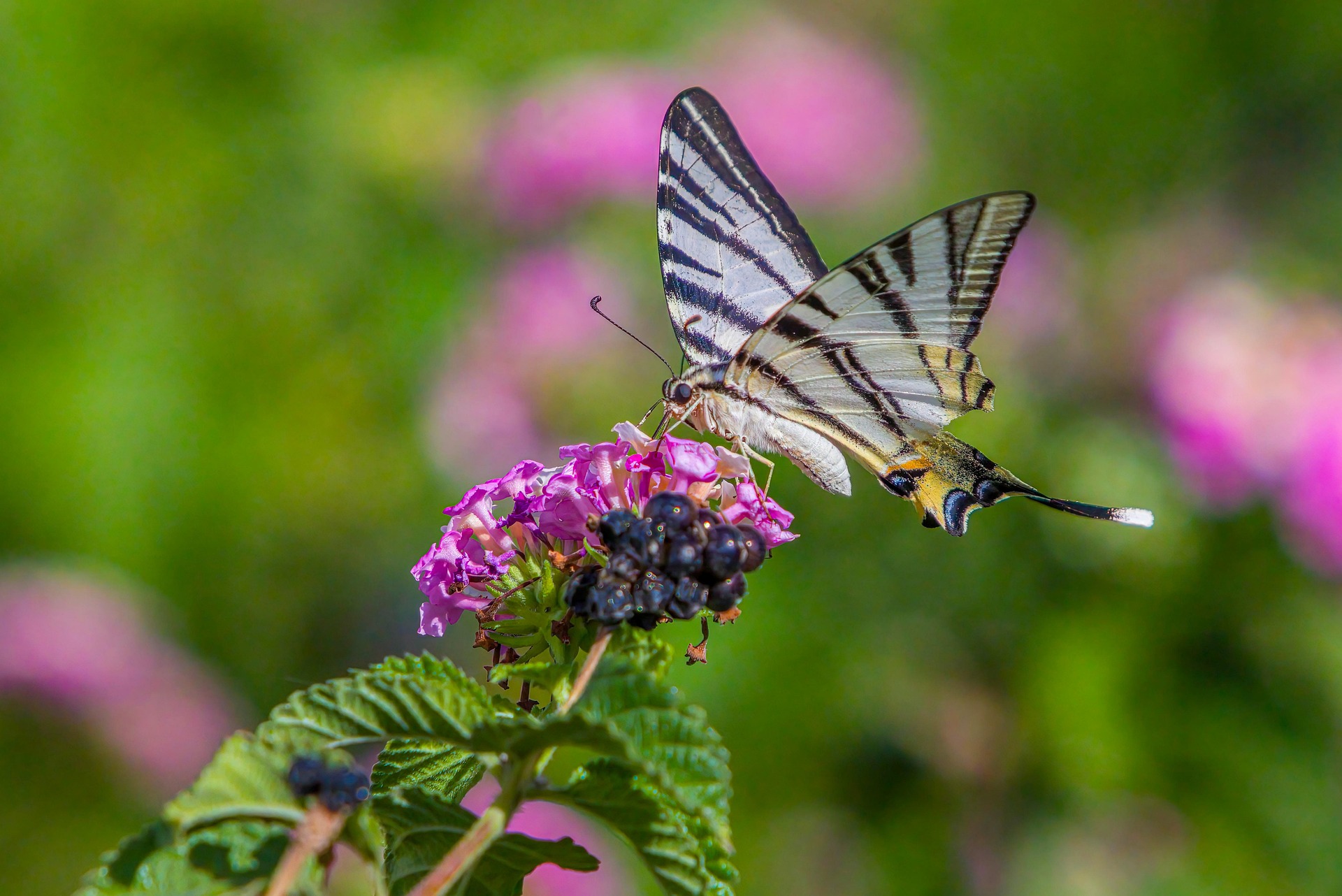 Scarce Swallowtail (Iphiclides podalirius)