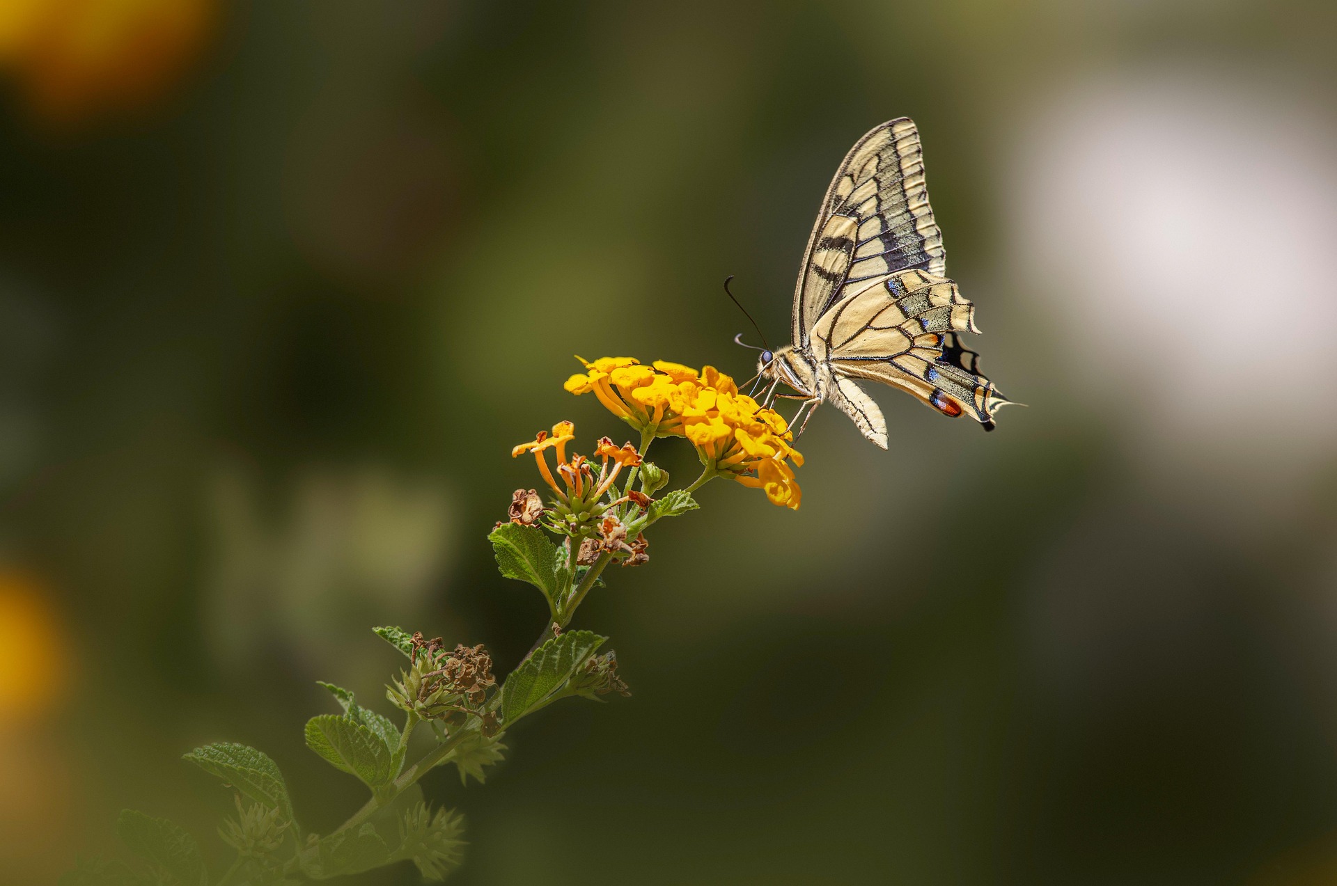 Old World Swallowtail (Papilio machaon)