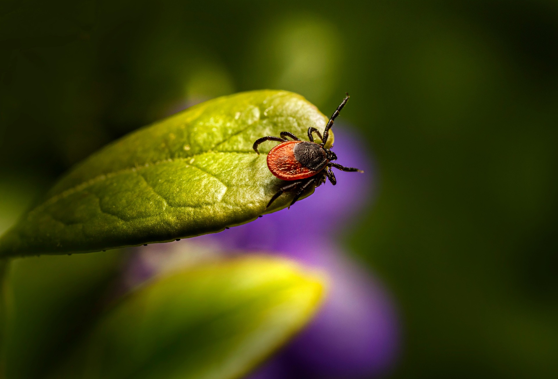 Castor bean tick (Ixodes ricinus)