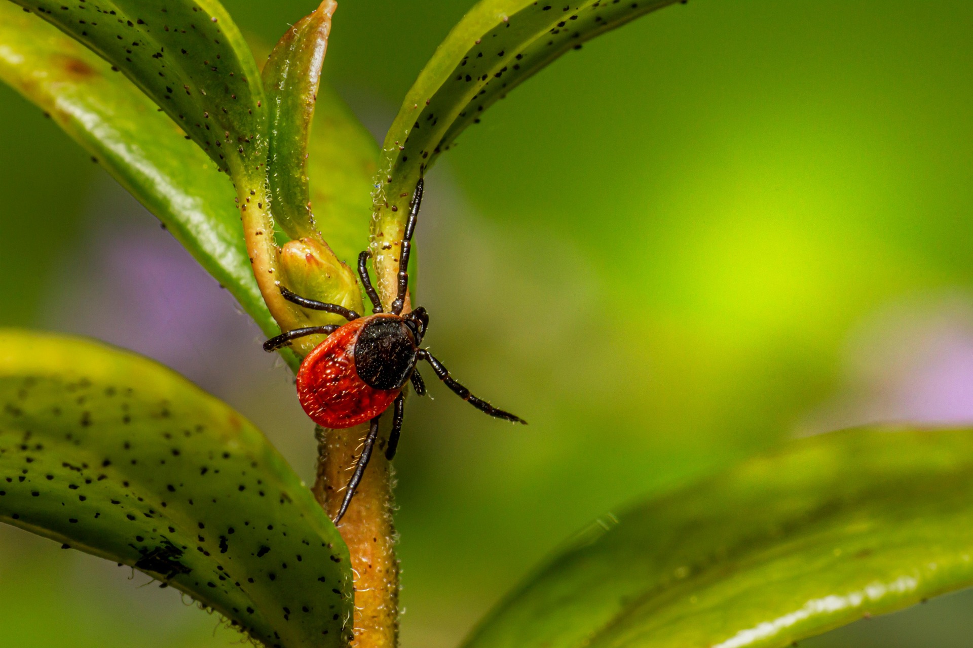 Castor Bean Tick (Ixodes ricinus)