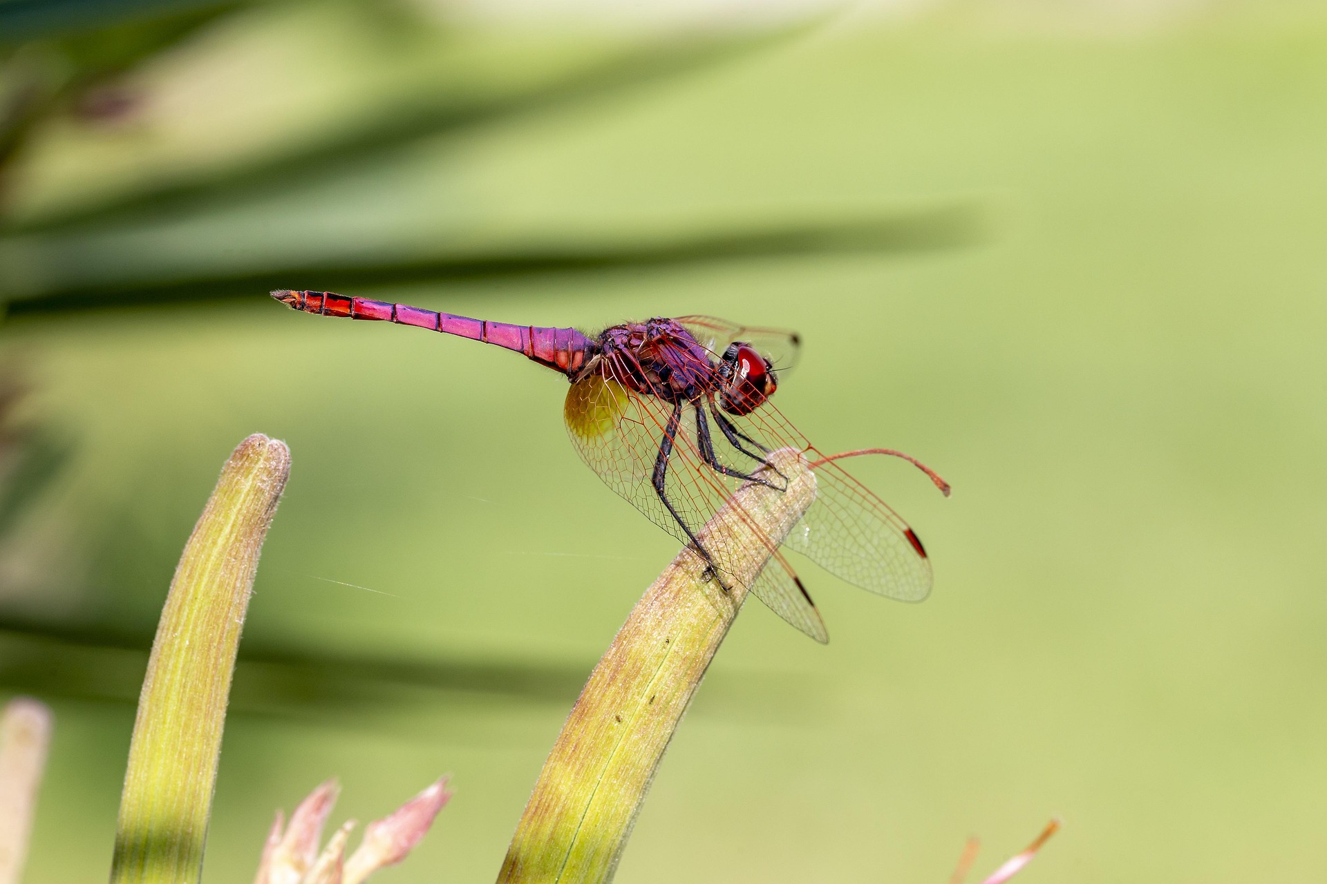 Violet Dropwing (Trithemis annulata)
