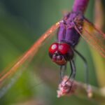 Violet Dropwing (Trithemis annulata)
