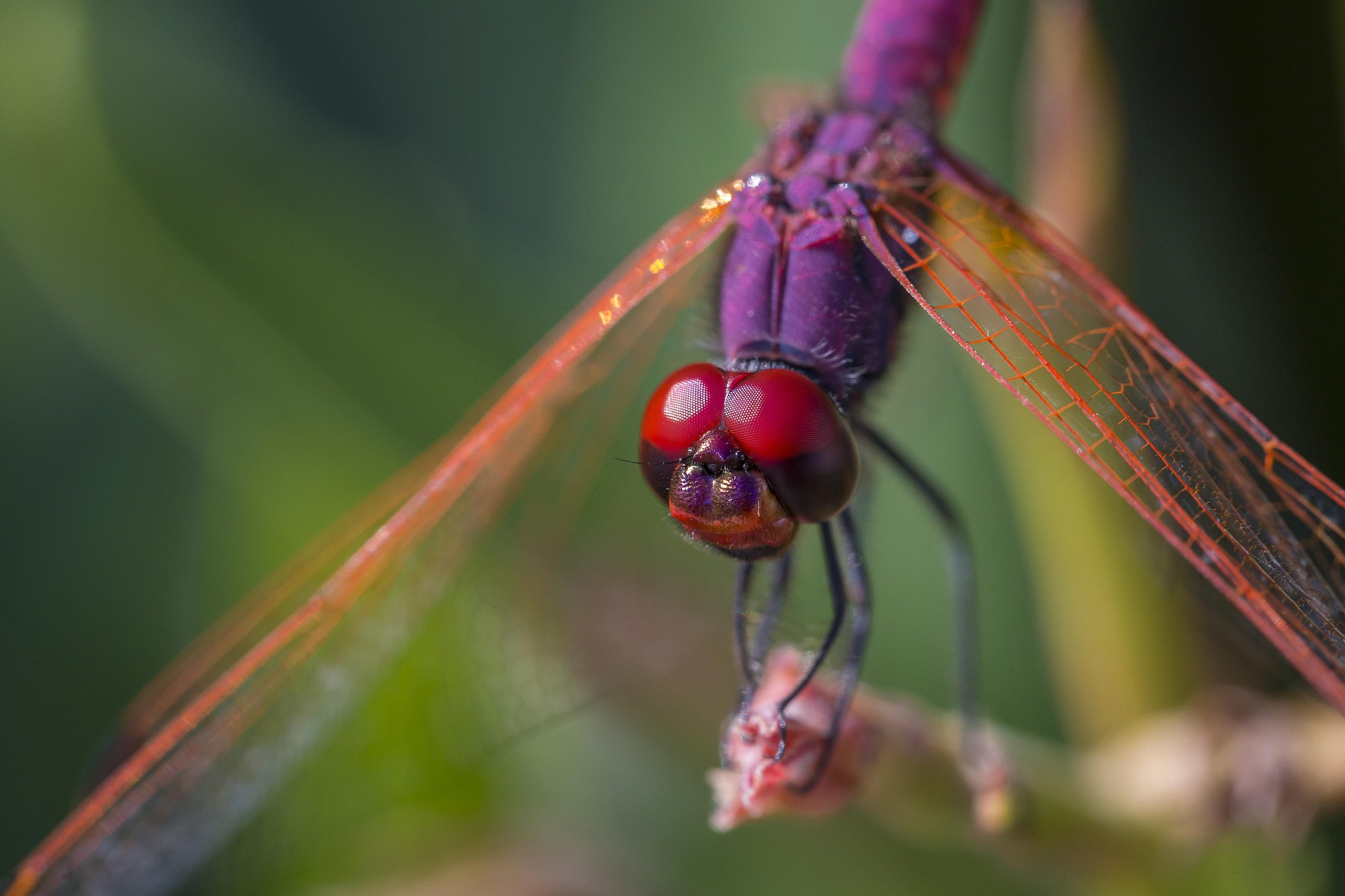 Violet Dropwing (Trithemis annulata)
