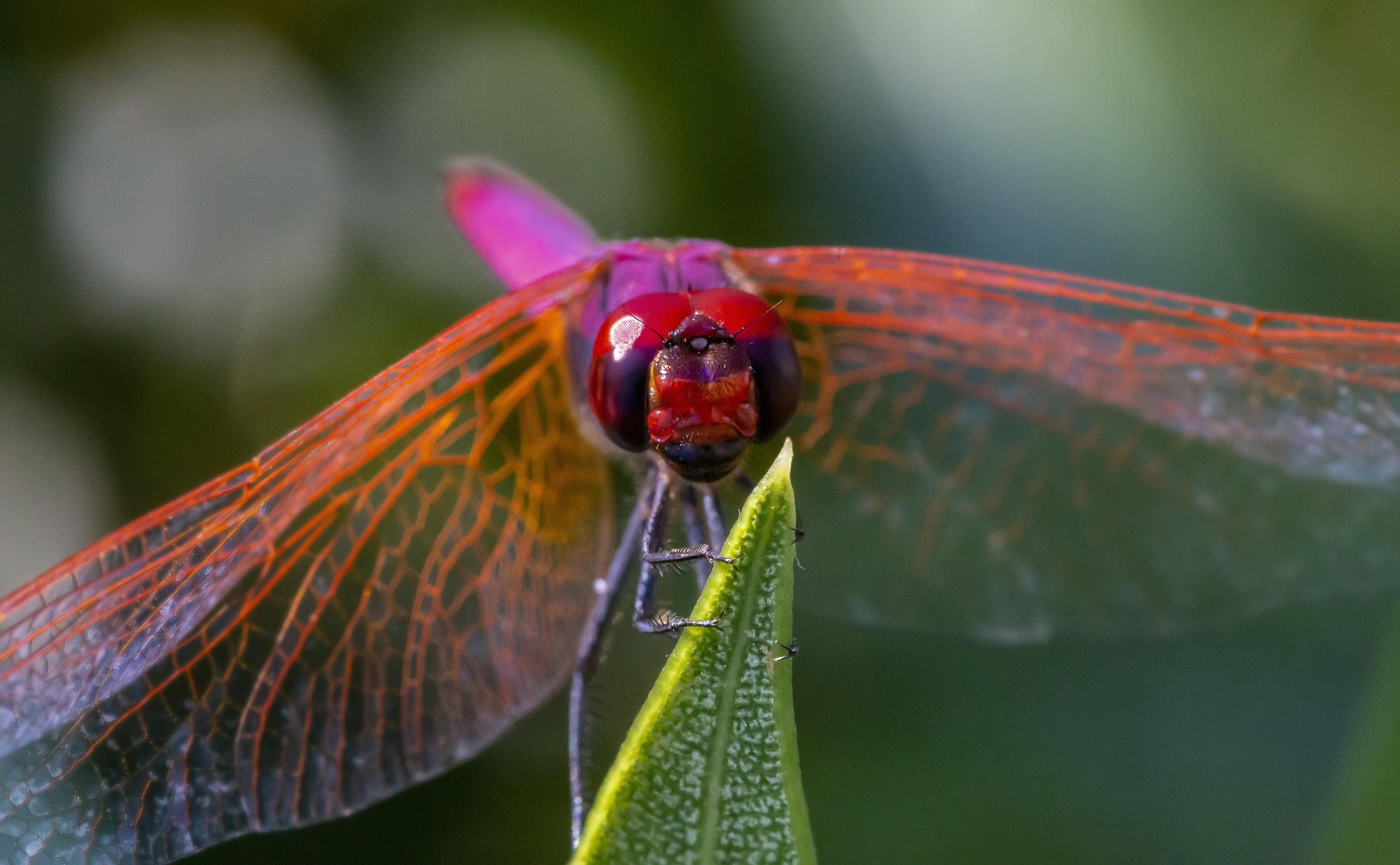 Violet Dropwing (Trithemis annulata)