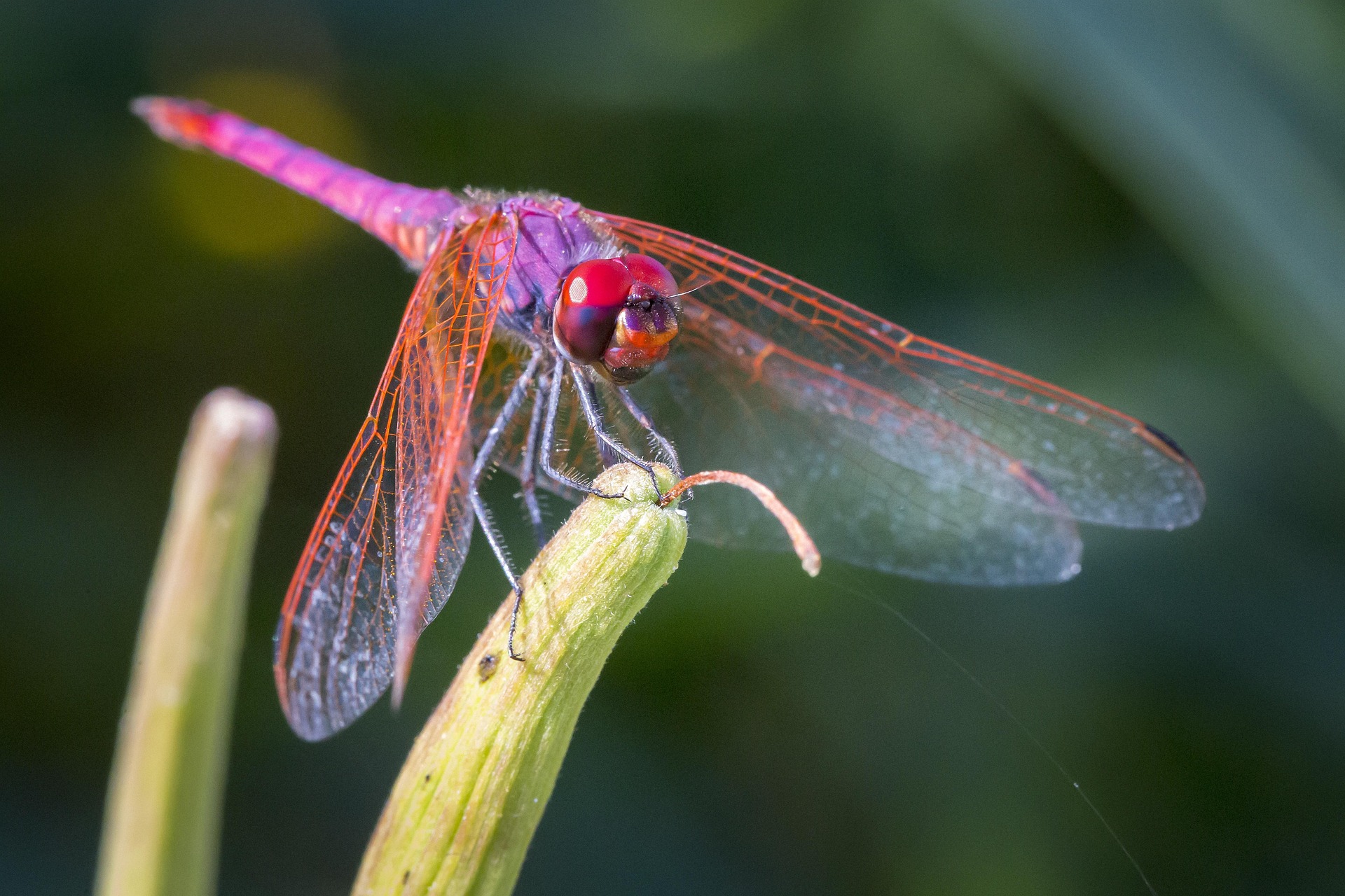 Violet Dropwing (Trithemis annulata)