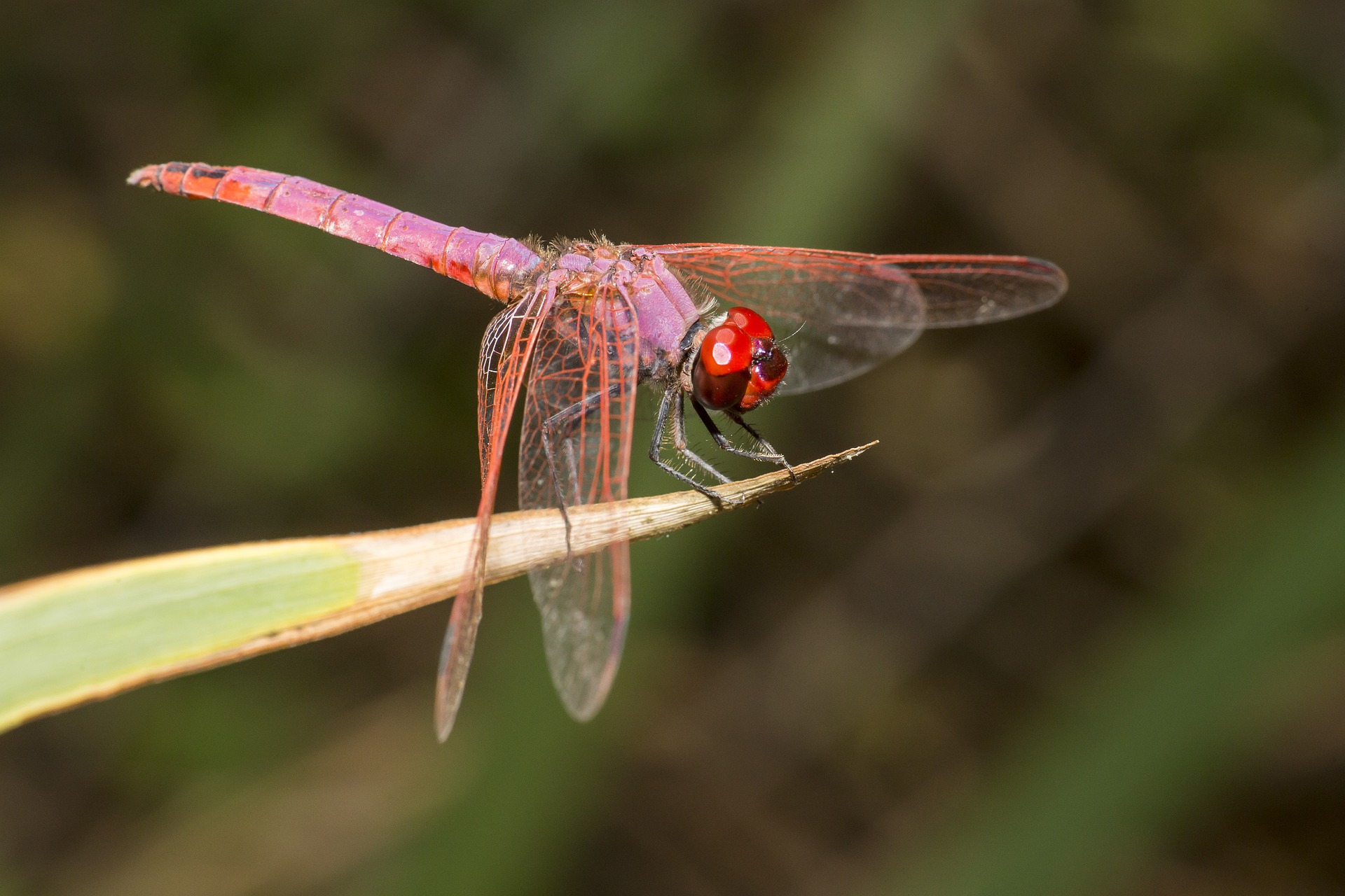 Violet Dropwing (Trithemis annulata)
