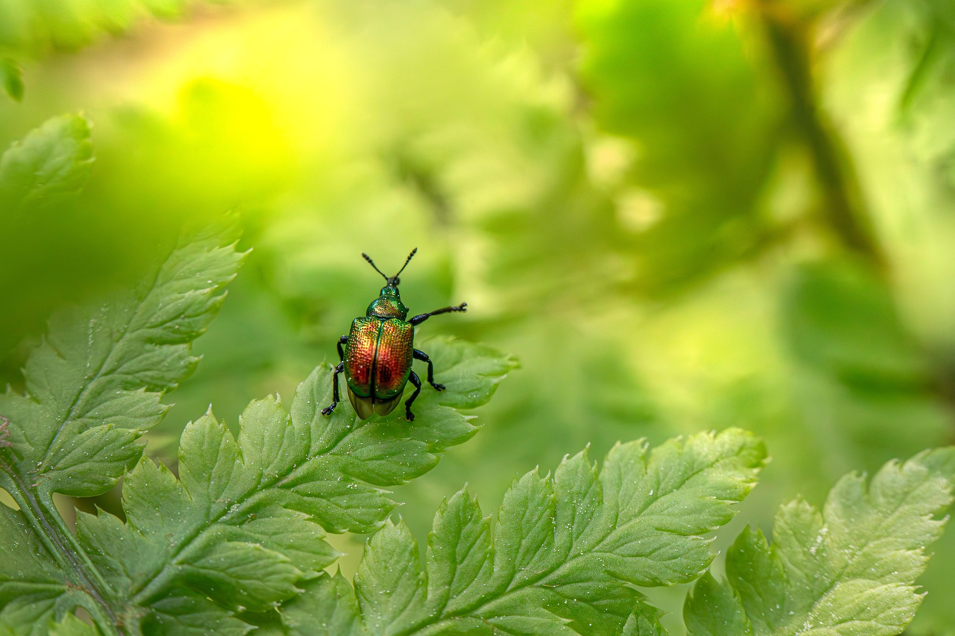 Aspen Leaf-rolling Weevil (Byctiscus populi)