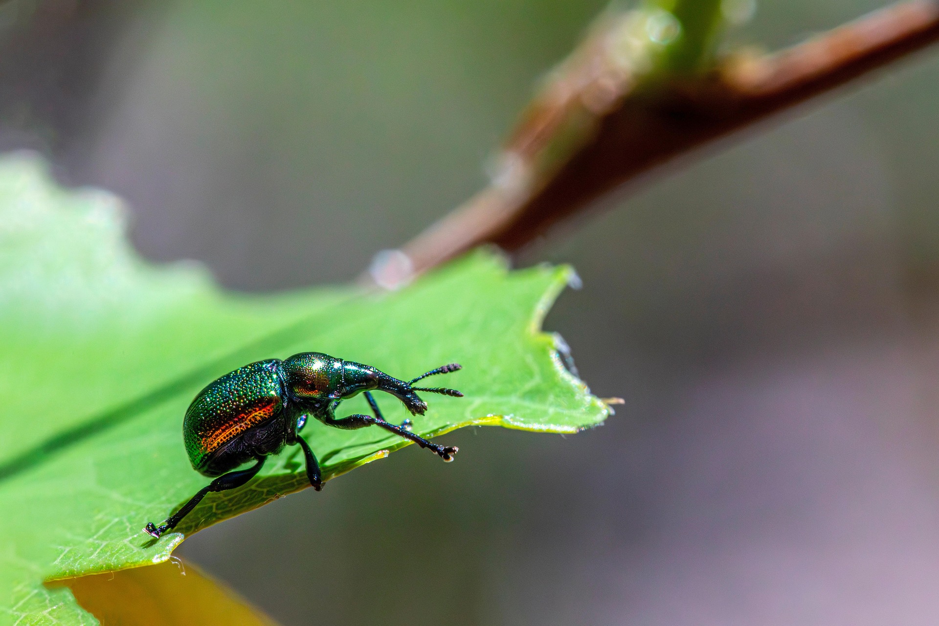 Aspen Leaf-rolling Weevil (Byctiscus populi)