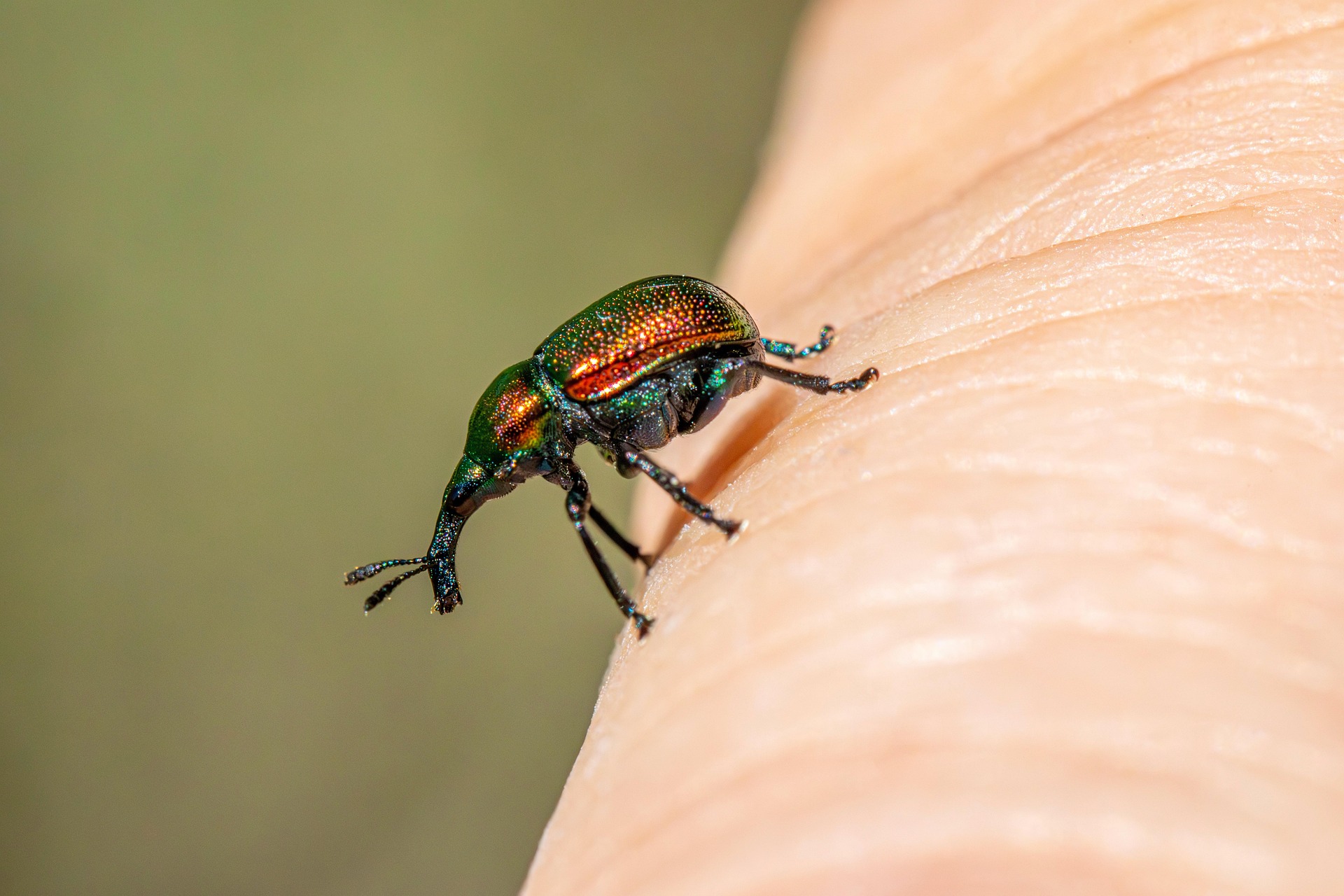Aspen Leaf-rolling Weevil (Byctiscus populi)