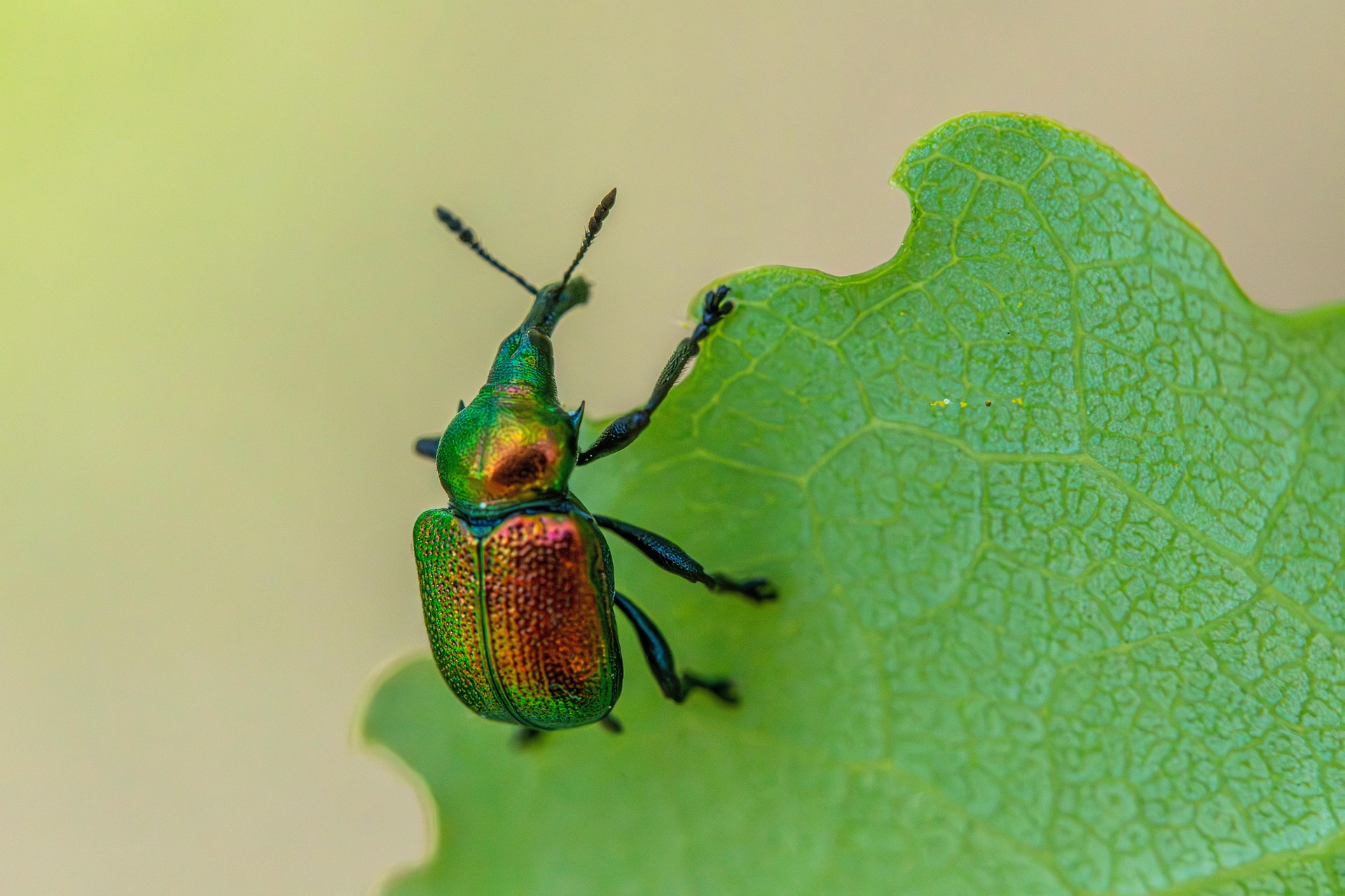 Aspen Leaf-rolling Weevil (Byctiscus populi)