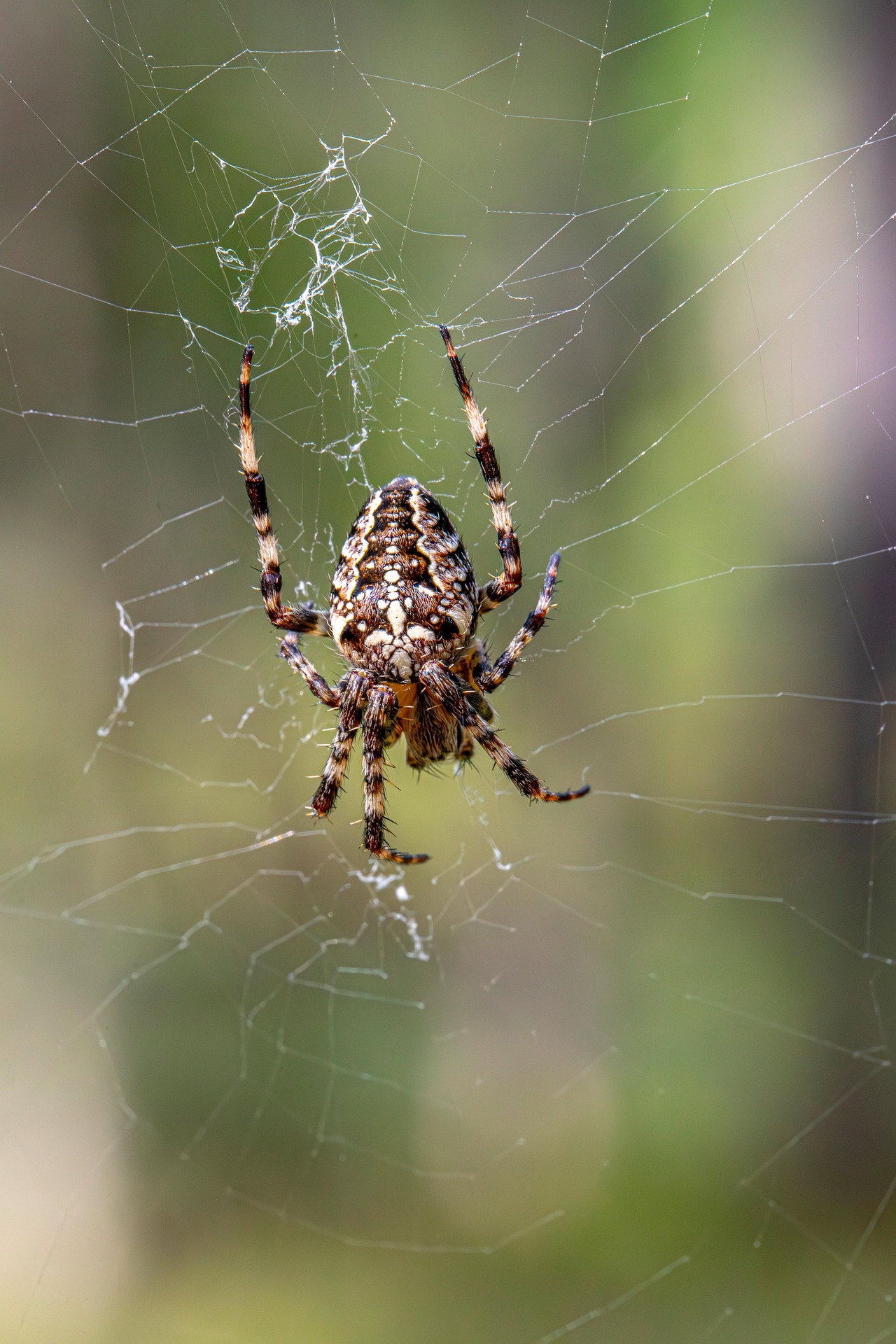 European garden spider (Araneus diadematus)