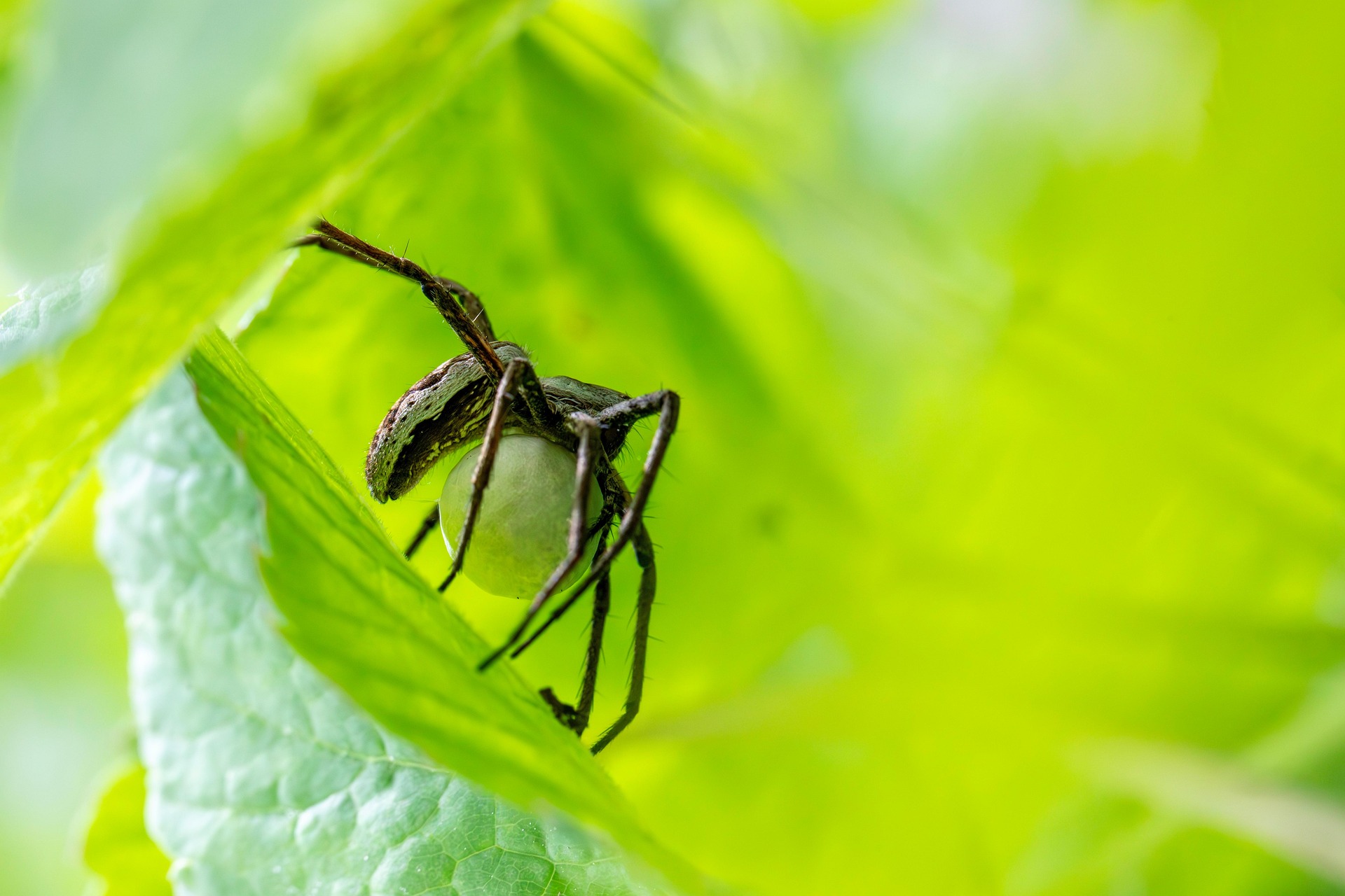 European nursery web spider (Pisaura mirabilis)