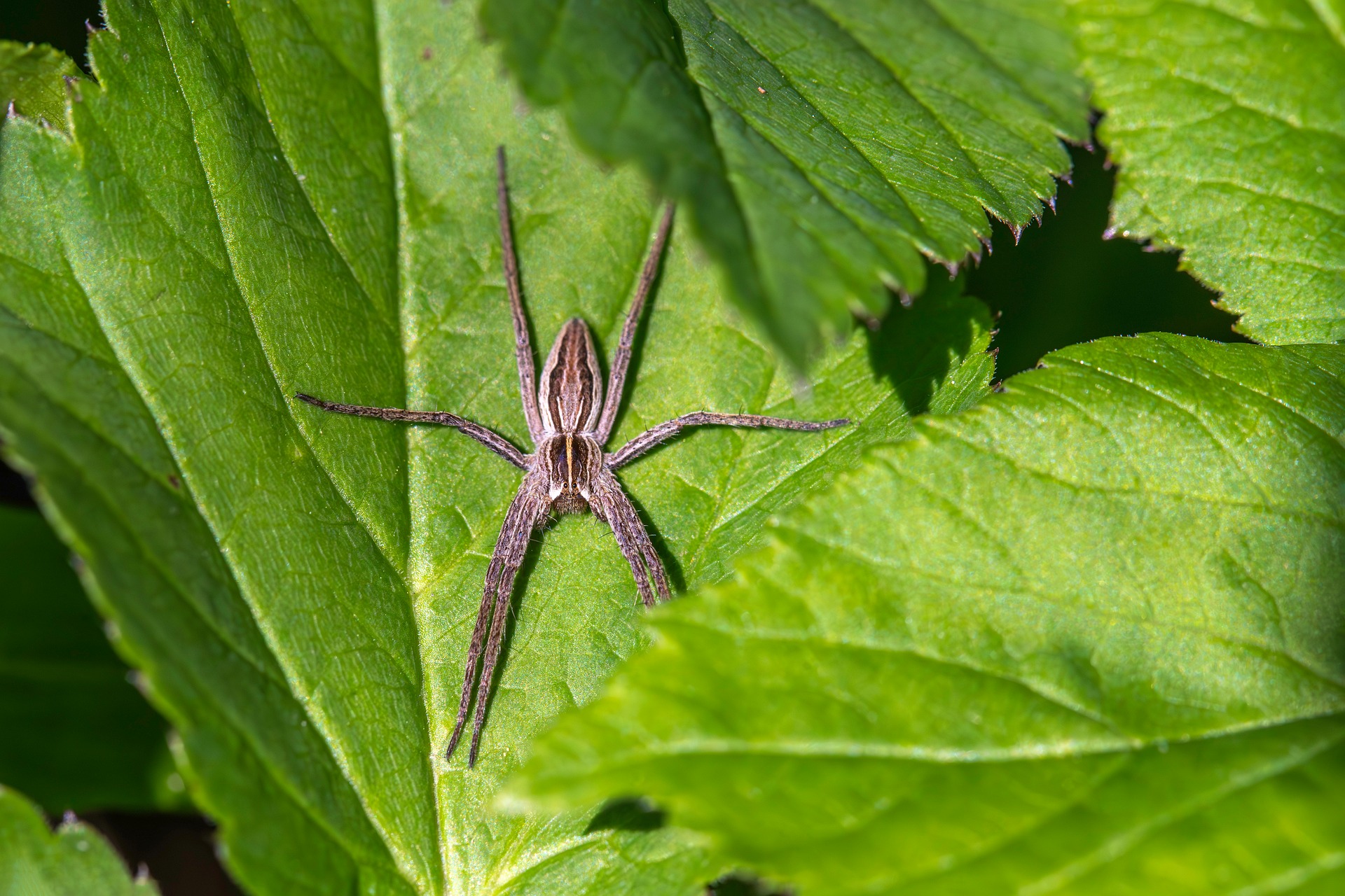 European nursery web spider (Pisaura mirabilis)