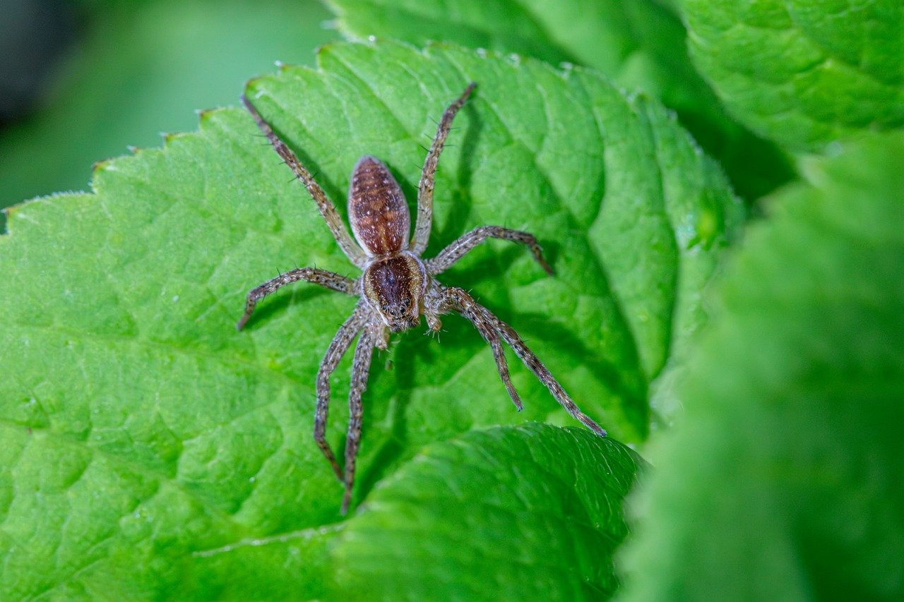 European nursery web spider (Pisaura mirabilis)