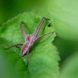 European nursery web spider (Pisaura mirabilis)