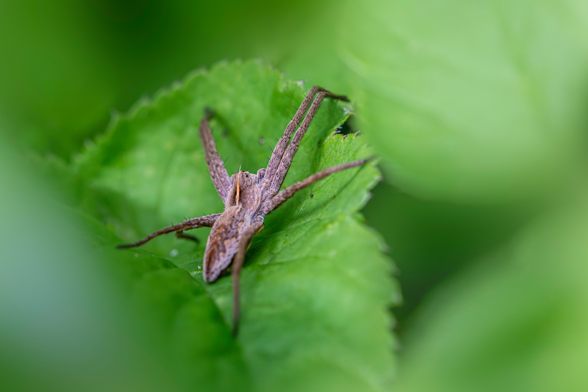 European nursery web spider (Pisaura mirabilis)