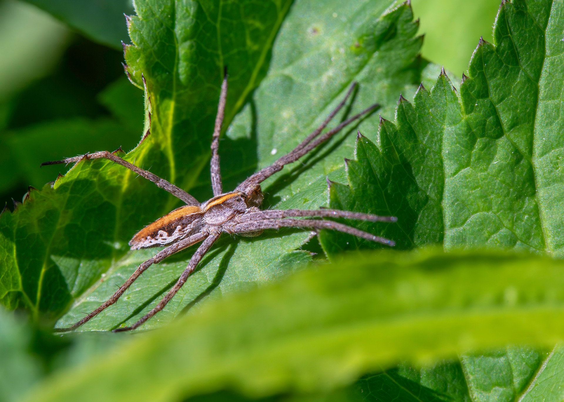 European nursery web spider (Pisaura mirabilis)