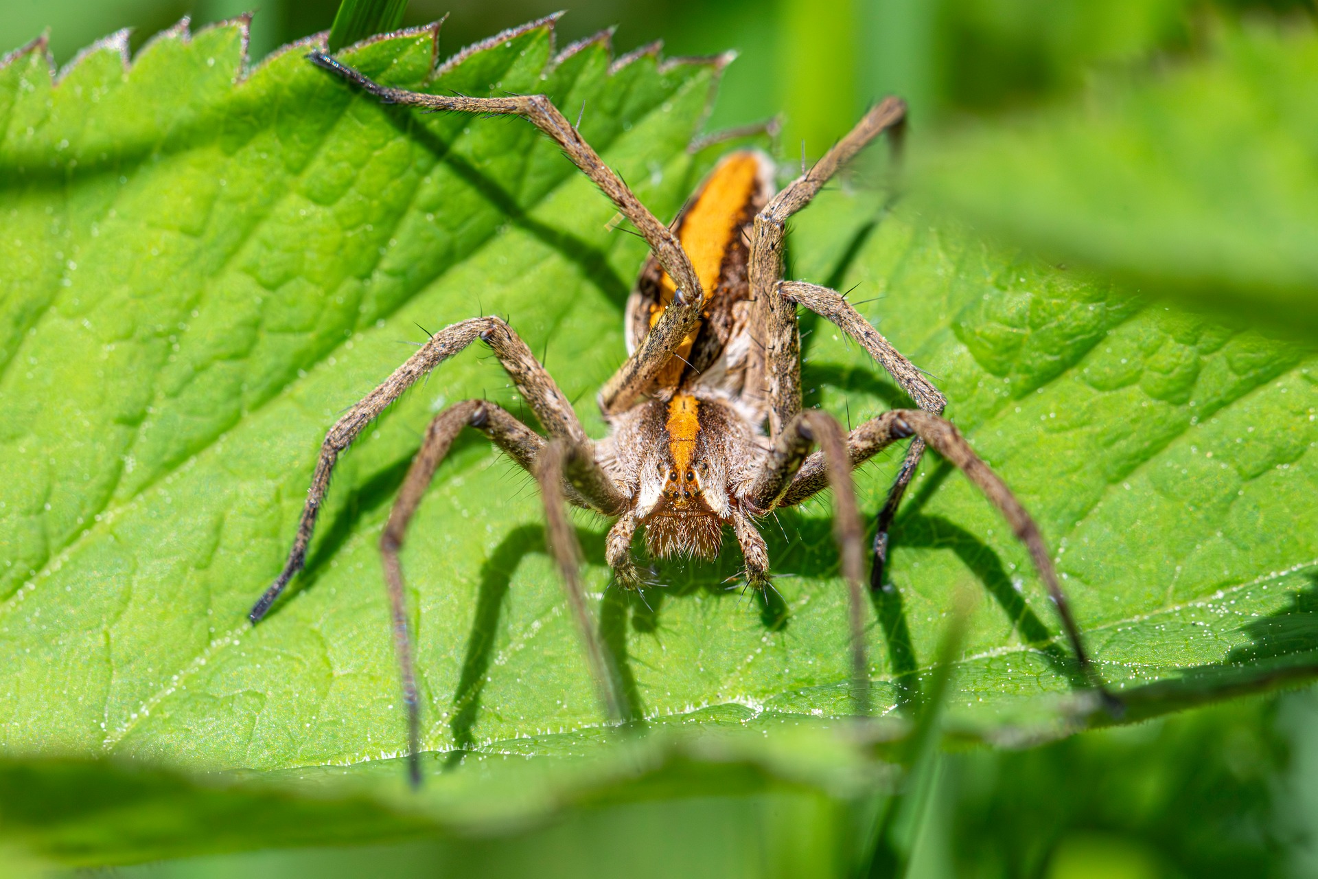 European nursery web spider (Pisaura mirabilis)