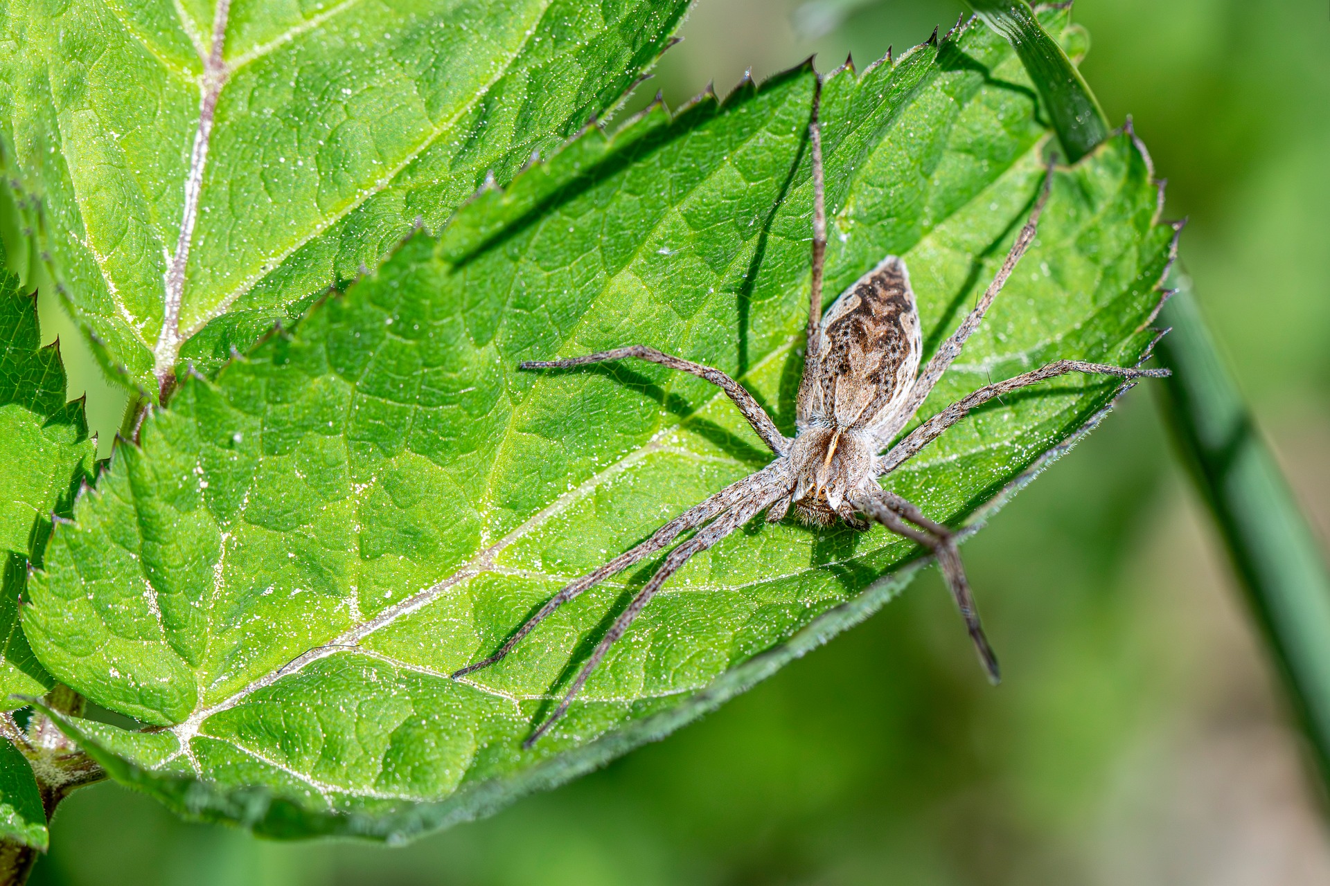 European nursery web spider (Pisaura mirabilis)