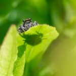 Woodland jumping spider (Evarcha falcata)