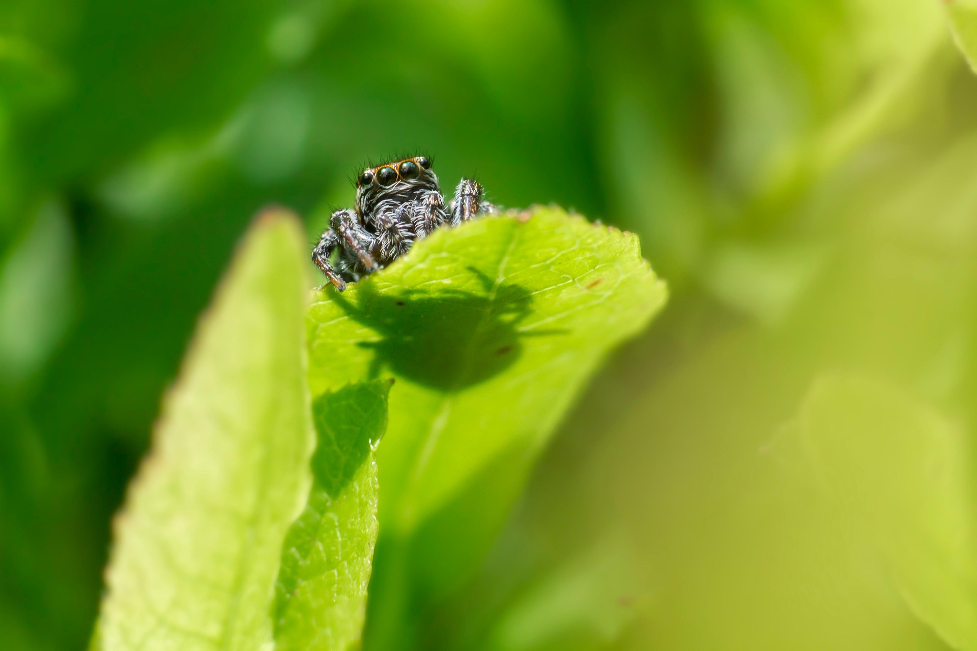 Woodland jumping spider (Evarcha falcata)