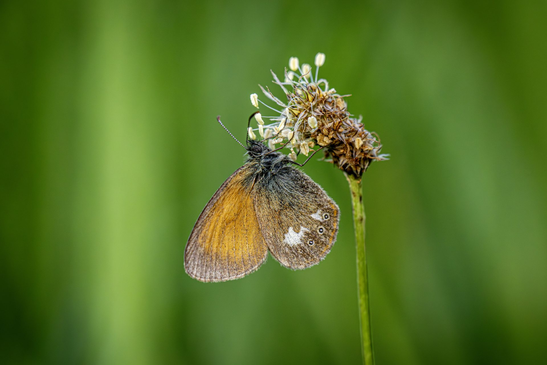 Chestnut heath (Coenonympha glycerion)