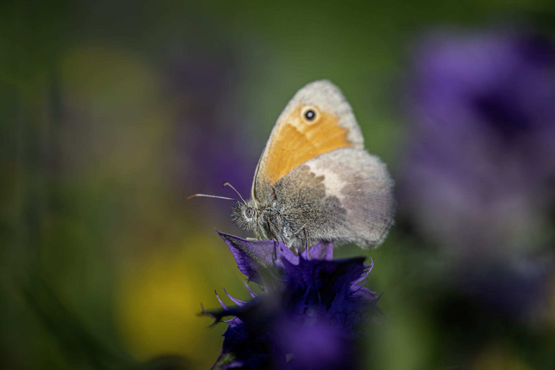 Chestnut heath (Coenonympha glycerion)