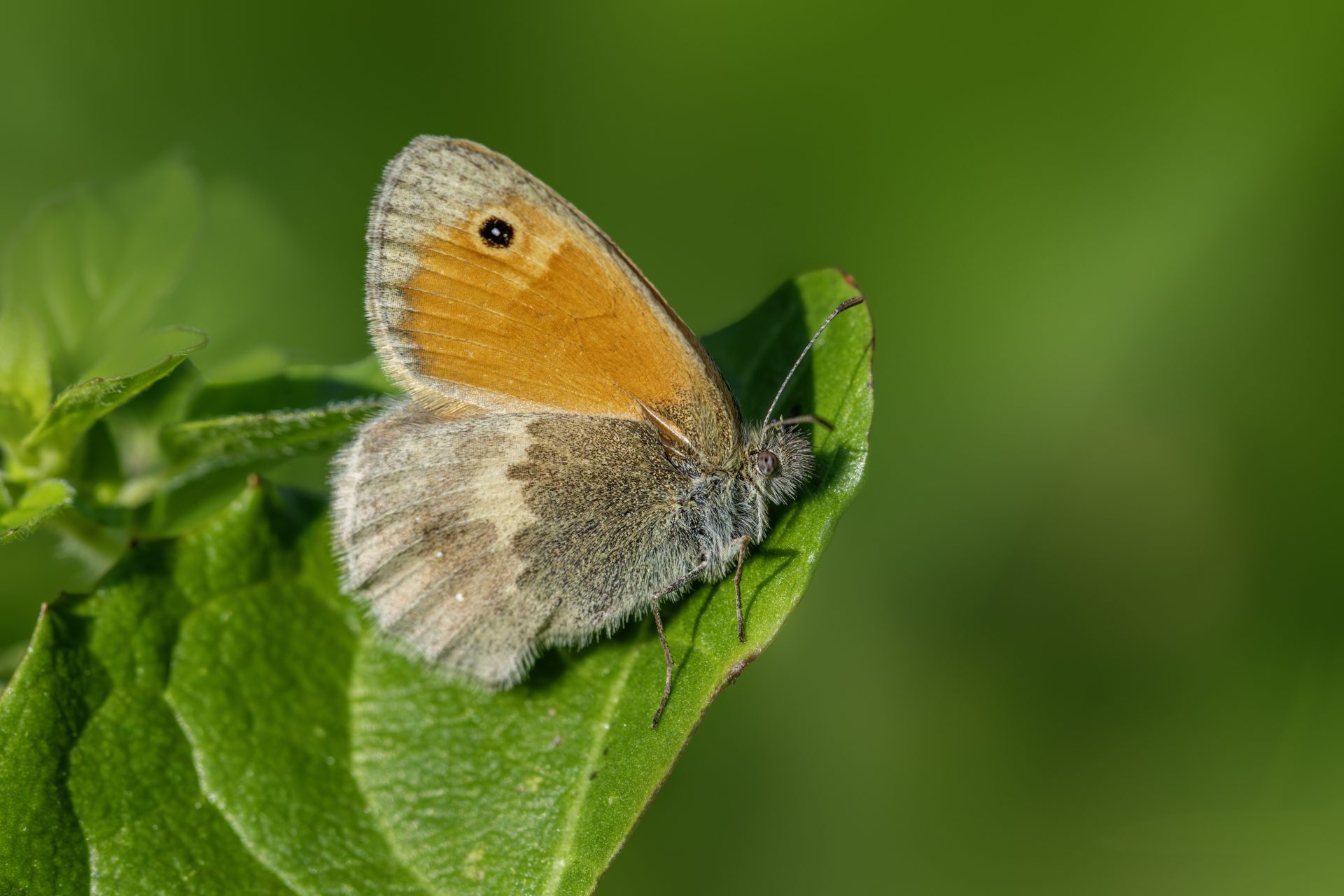 Chestnut heath (Coenonympha glycerion)