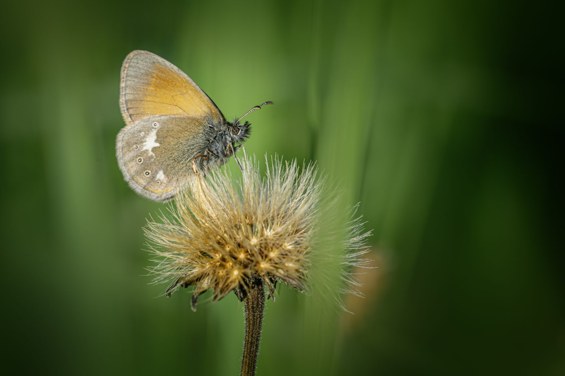 Chestnut heath (Coenonympha glycerion)