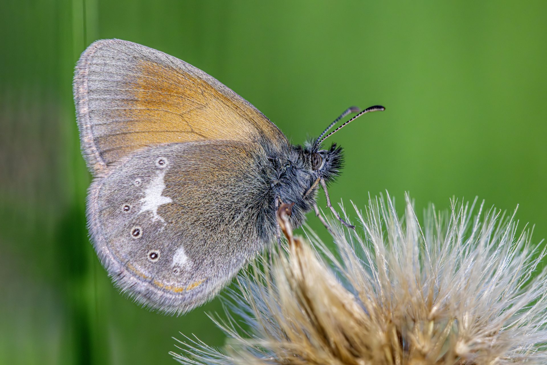Chestnut heath (Coenonympha glycerion)