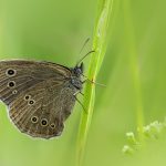 Ringlet (Aphantopus hyperantus)