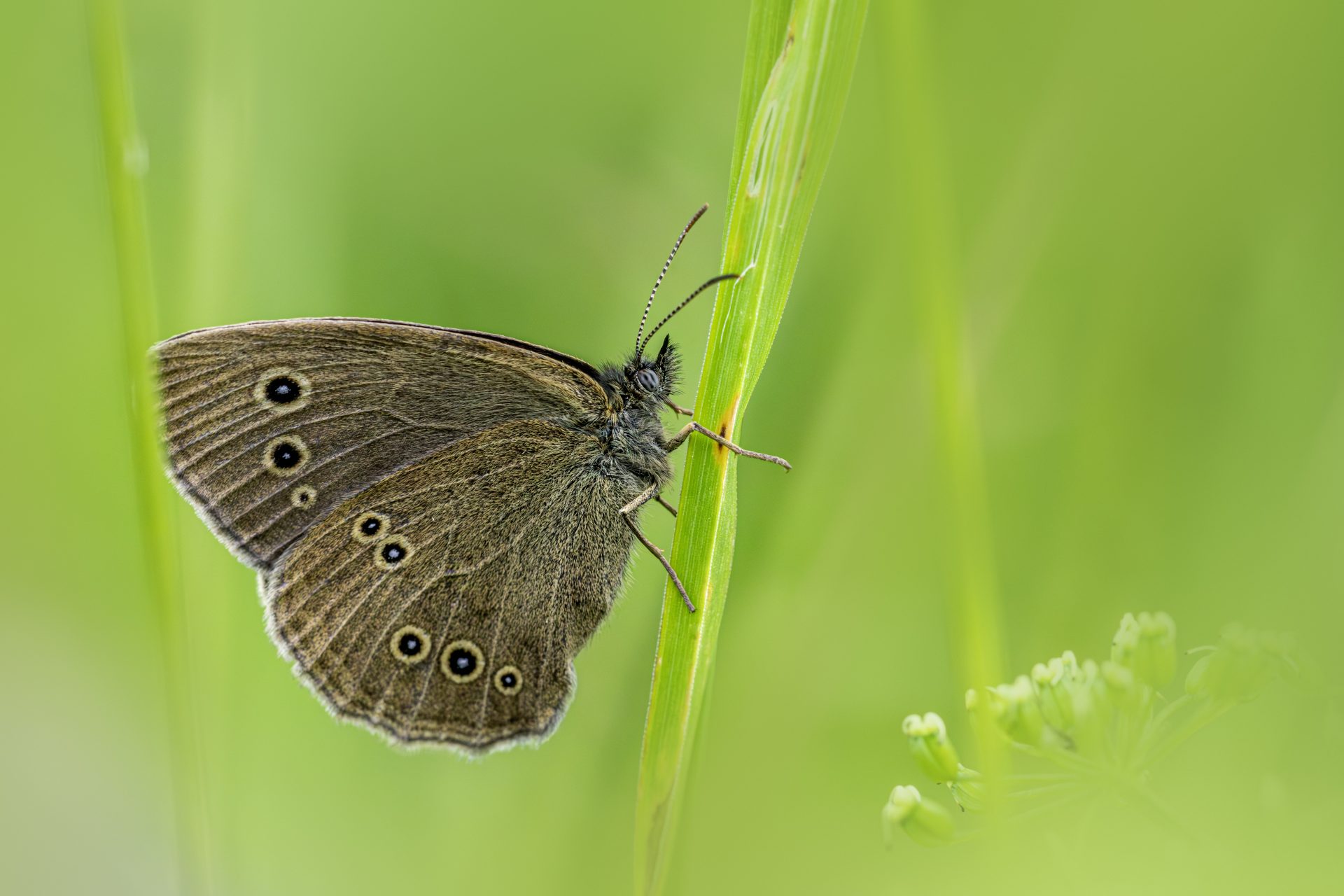 Ringlet (Aphantopus hyperantus)